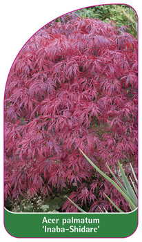 Acer palmatum 'Inaba-Shidare'