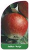 Jabłoń 'Katja'