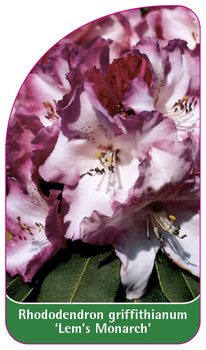Rhododendron-Hybride 'Lem's Monarch'