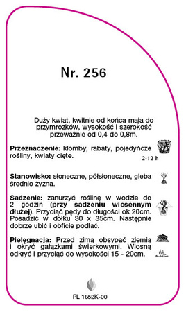 Róza wielokwiatowa Nr. 256