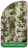 Prunus pumila var. depressa