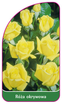 Róza okrywowa Nr. 303 A