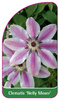 Clematis 'Nelly Moser'