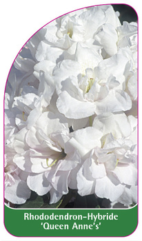 Rhododendron-Hybride 'Queen Anne's'