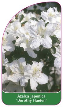 Azalea japonica 'Dorothy Haiden'