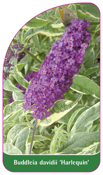 Buddleia davidii 'Harlequin'