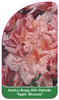 Azalea Knap-Hill-Hybride 'Apple Blossom'