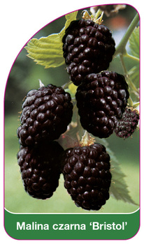 Zmeură neagră "Bristol
