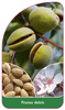 Prunus dulcis