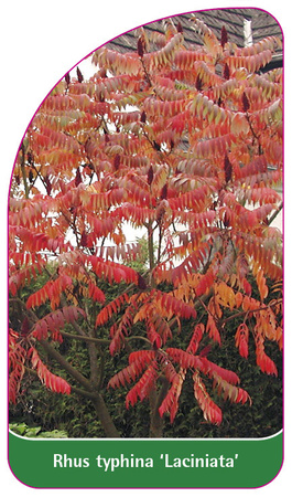 Rhus typhina 'Laciniata'