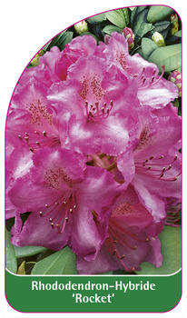 Rhododendron-Hybride 'Rocket'