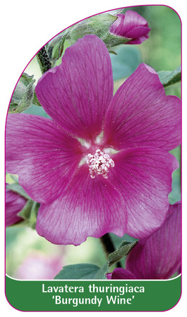 Laventera thuringiaca 'Burgundy Wine'