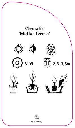 Clematis 'Matka Teresa'