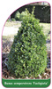 Buxus sempervirens 'Fastigata'