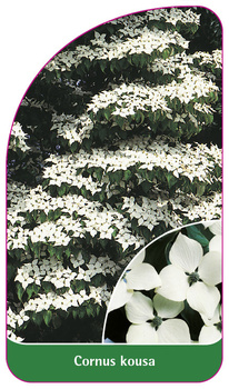Cornus kousa