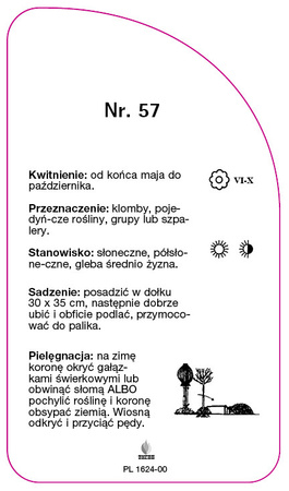 Róza pienna Nr. 57