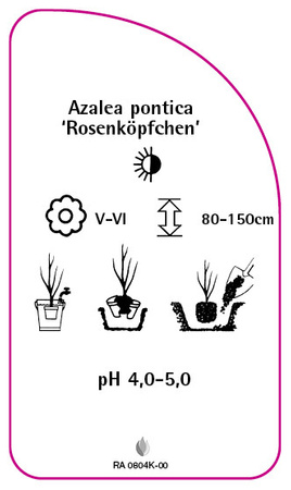 Azalea pontica 'Rosenköpfchen'