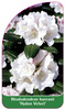 Rhododendron bureavii 'Hydon Velvet'