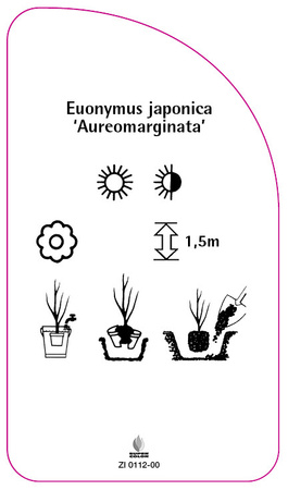 Euonymus japonicus 'Aureomarginata'