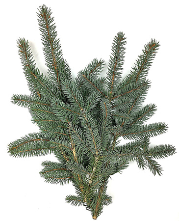 Gałązka świerka srebrna żywa do 30cm