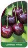 Cireș dulce 'Rivan'