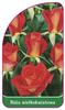 Róza wielkokwiatowa Nr. 216