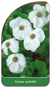 Cornus nuttallii