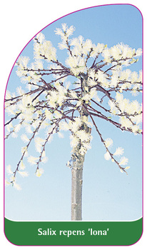 Salix repens 'Iona'