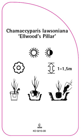 Chamaecyparis lawsoniana 'Ellwoods Pillar'