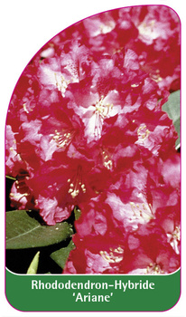Rhododendron-Hybride 'Ariane'