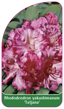 Rhododendron yakushimanum 'Tatjana'
