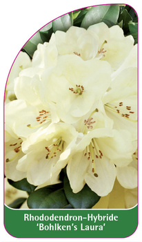 Rhododendron-Hybride 'Bohlken's Laura'
