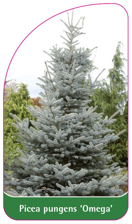 Picea pungens 'Omega'