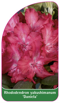 Rhododendron yakushimanum 'Daniela'
