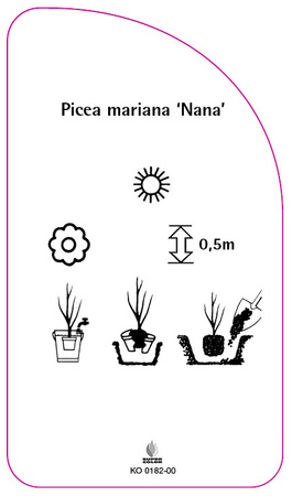 Picea mariana 'Nana'