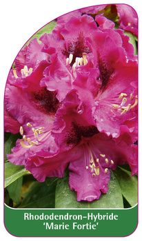 Rhododendron-Hybride 'Marie Fortie'