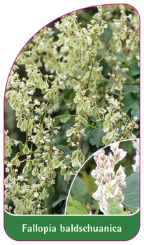Fallopia baldschuanica