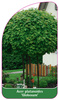 Acer platanoides 'Globosum'