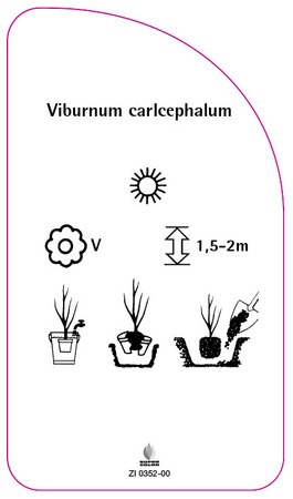 Viburnum carlcephalum