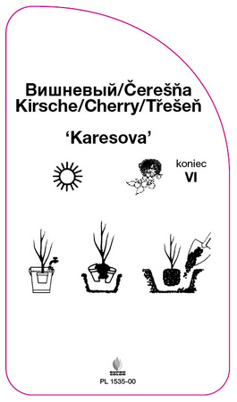 Czereśnia 'Karesova'