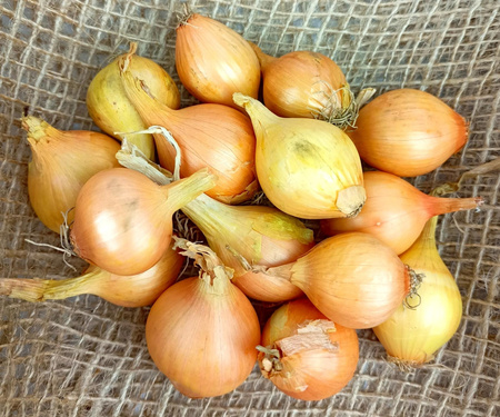 Cebula Dymka III Wolska - KOMPLET 250G