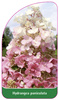 Hydrangea paniculata