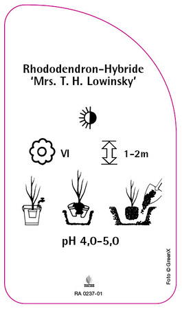 Rhododendron-Hybride 'Mrs. T. H. Lowinsky'