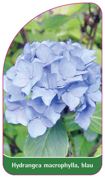 Hydrangea macrophylla, blau