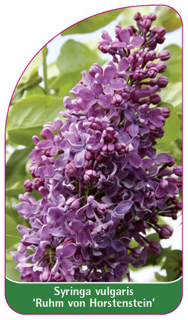 Syringa vulgaris 'Ruhm von Horstenstein'