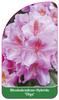 Rhododendron-Hybride 'Olga'