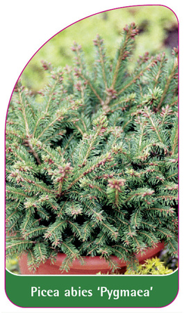 Picea abies 'Pygmaea'