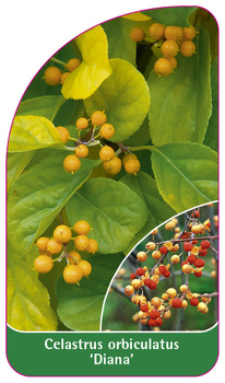 Celastrus orbiculatus 'Diana'
