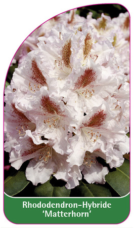 Rhododendron-Hybride 'Matterhorn'