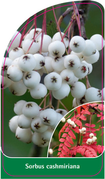 Sorbus cashmiriana